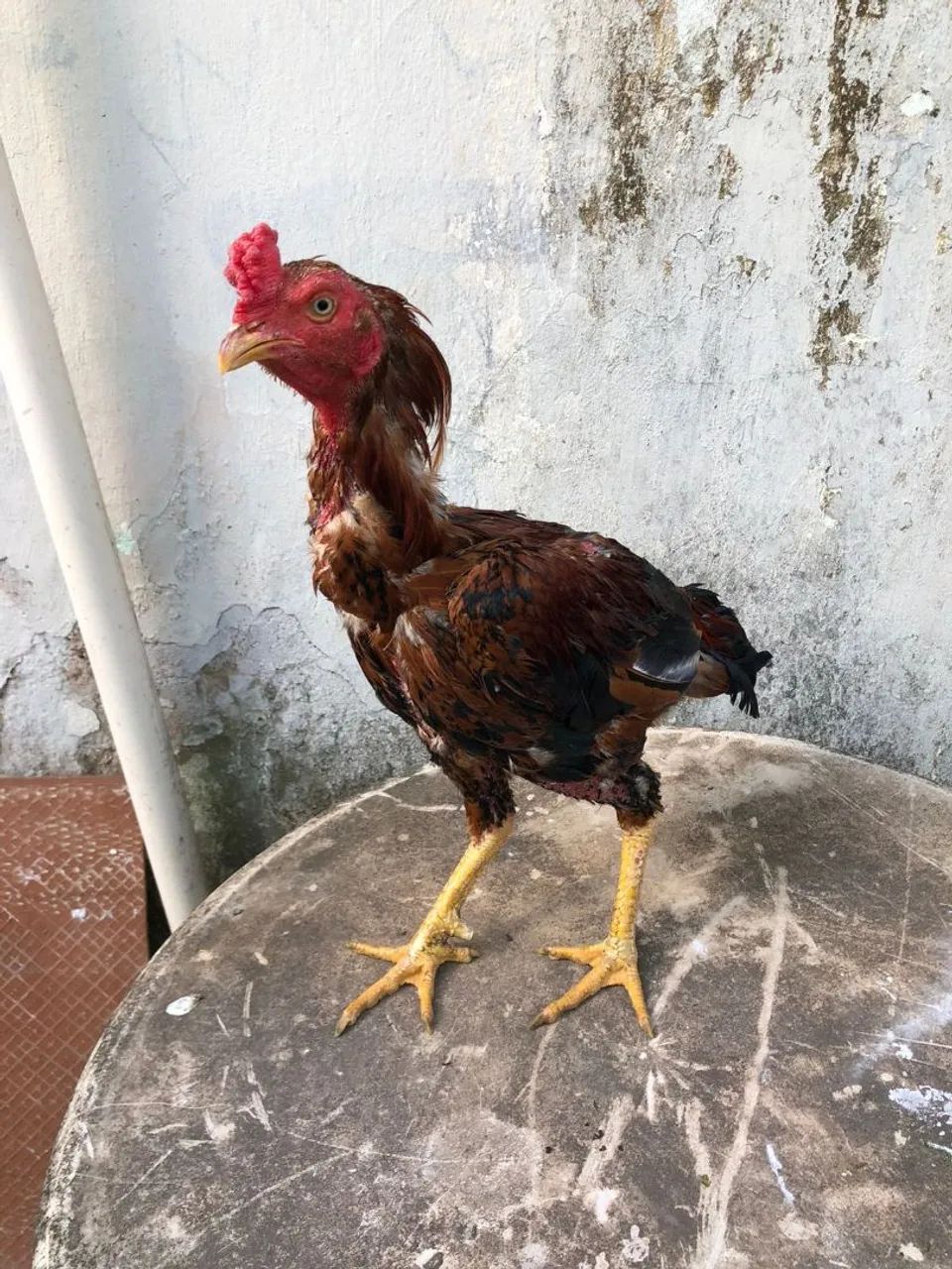Galo bom e barato - Foto 5