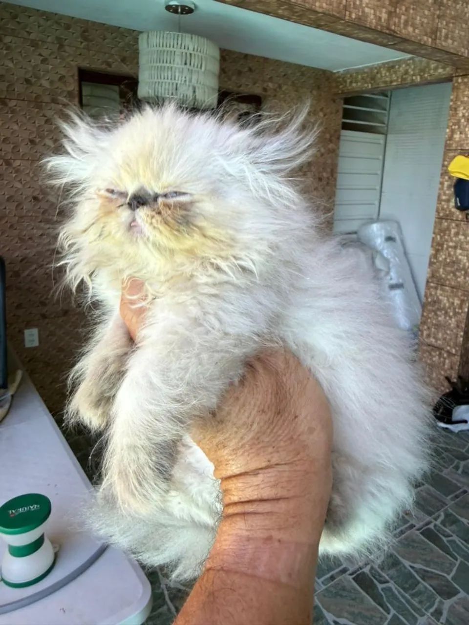 Filhote persa fêmea  - Foto 2