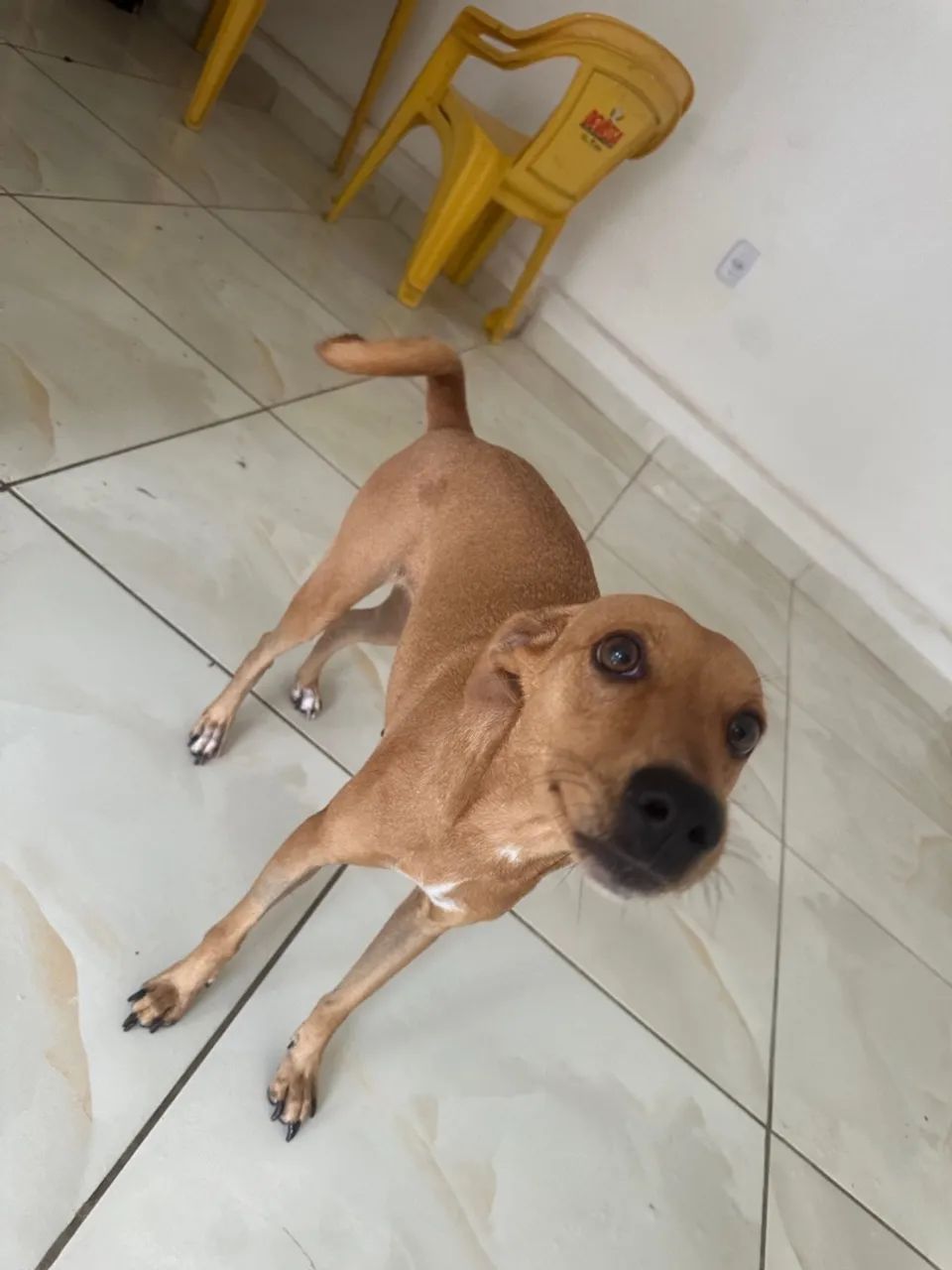 Cachorros castrados e vacinados para adoção  - Foto 3