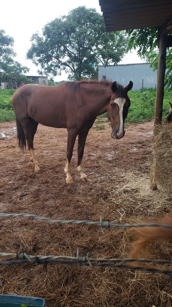 Vende-se cavalos - Foto 4