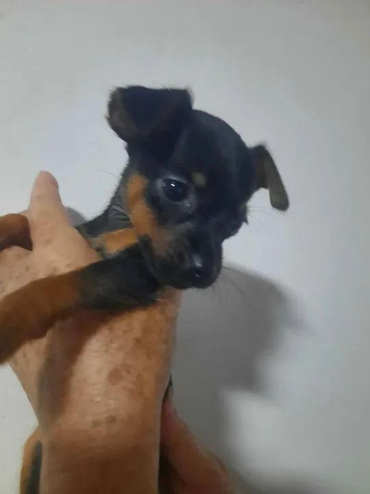 Filhotes de Pinscher número dois - Foto 5