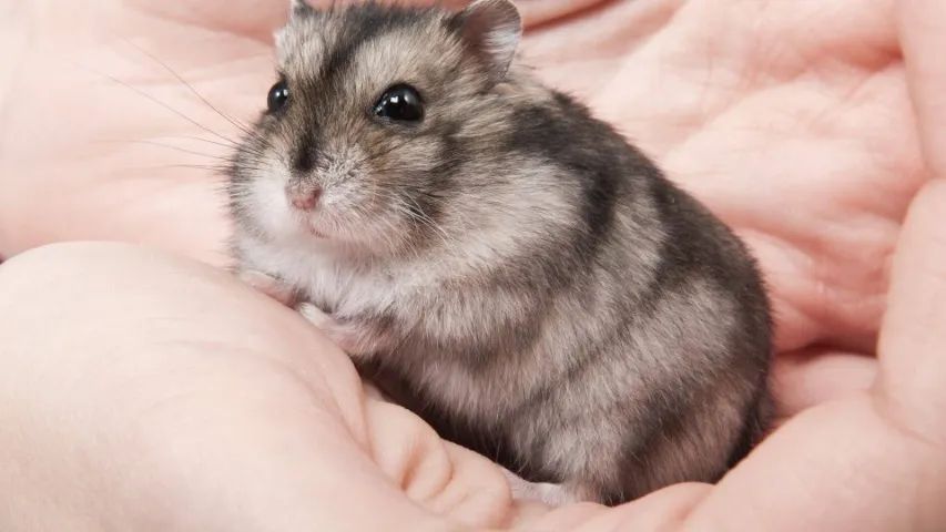 Hamster Anão Russo