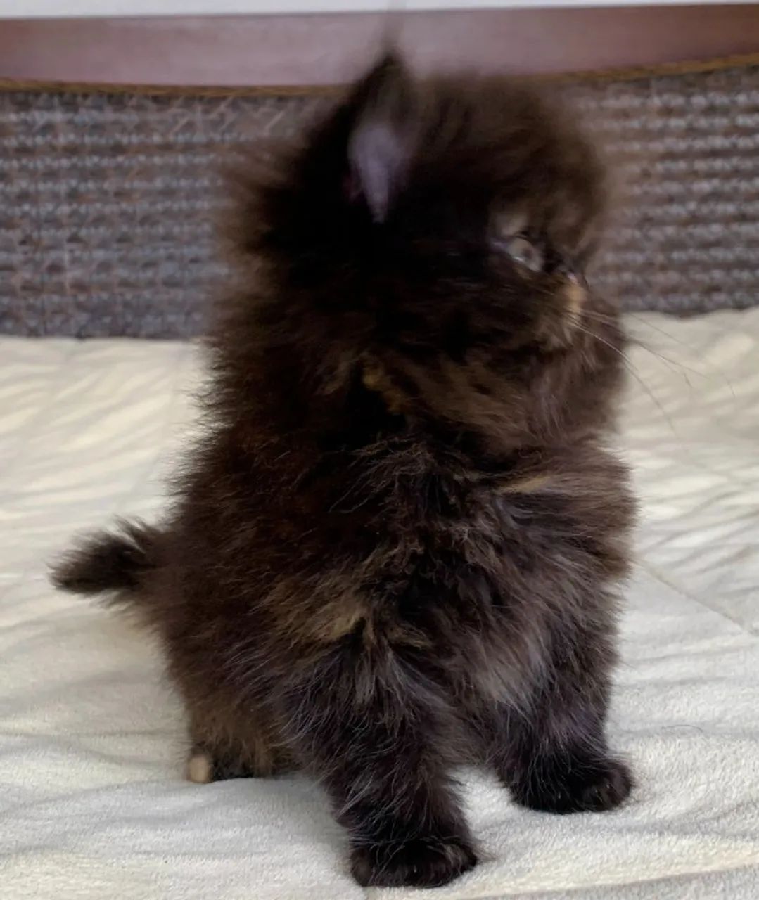 Show D/Gata Persa filhote Feméa Black Tortie pelo longo extremada,C/65 Dias Super Linda - Foto 3