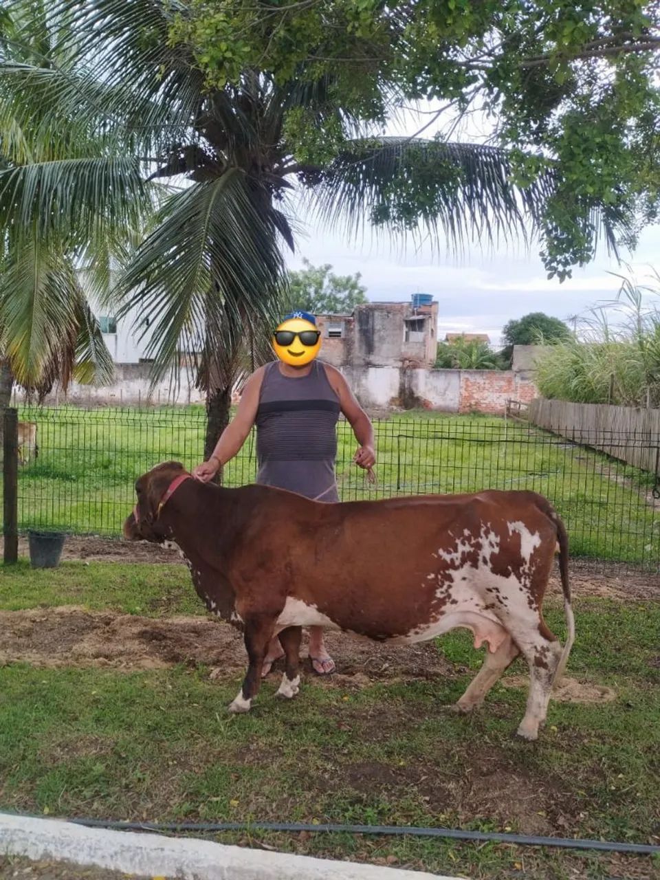 MINI VAQUINHA HOLANDESA 