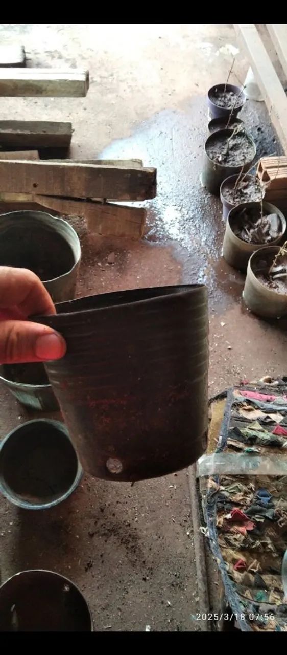 Vasos de plantas em ótimo estado - Foto 2