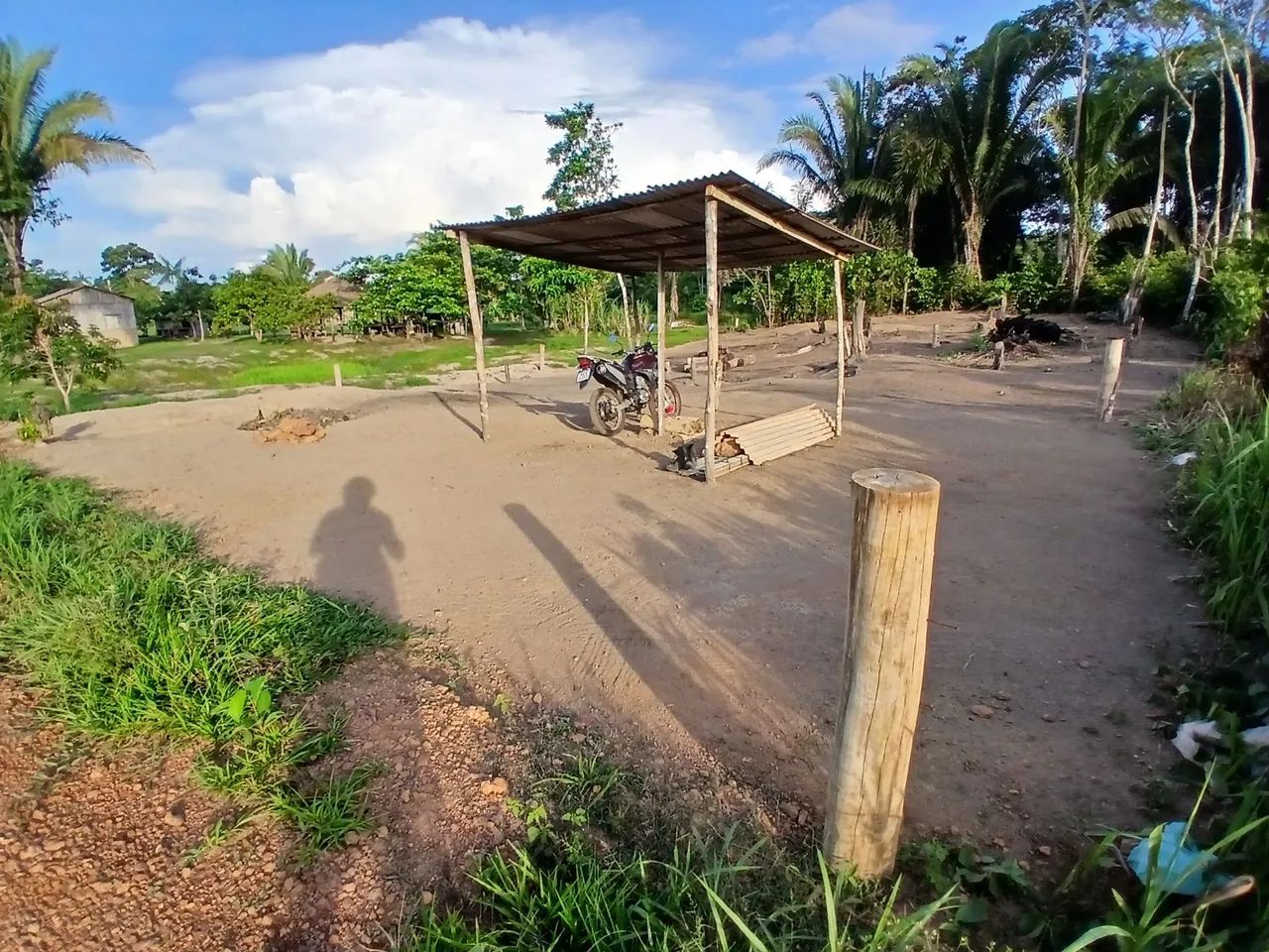 Foto - Porto Velho - Castanheira