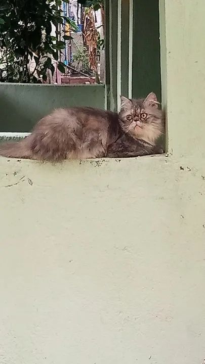 Casal de gatos persa com pedigree - Foto 5