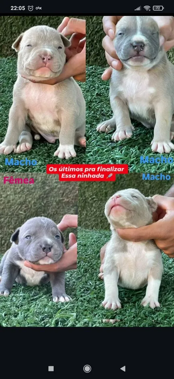 Filhotes de American Bully