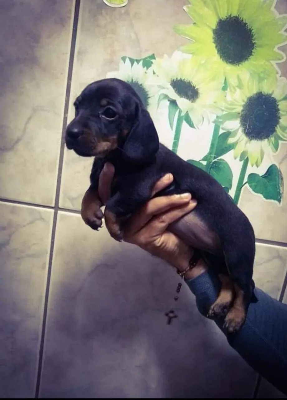 Filhotes fêmeas Basset Dachshund