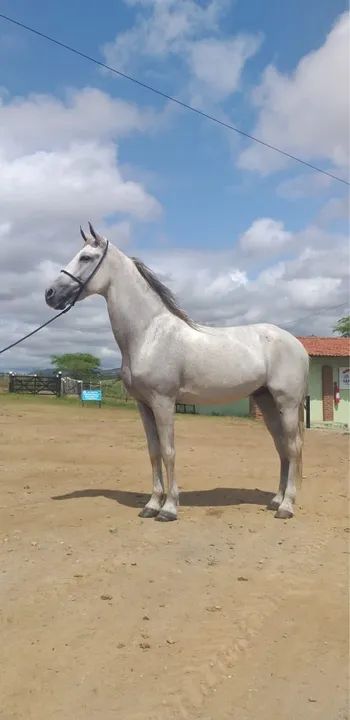 Cavalo Mangalarga marchador para venda - Foto 5