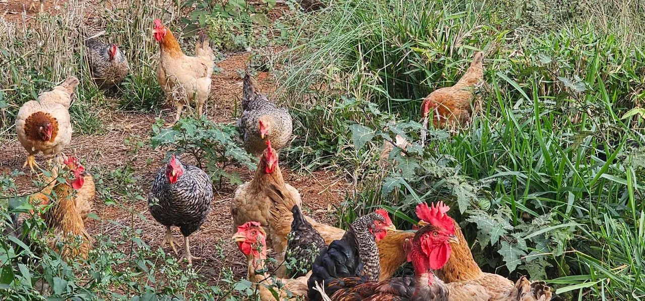 Galinhas e Galos para venda