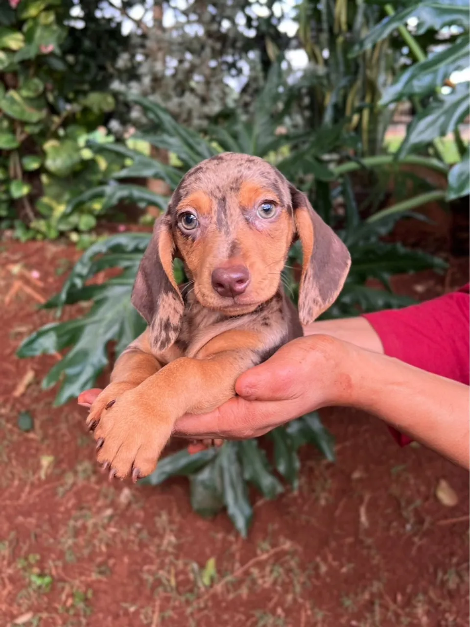 Filhotes de Dachshund Disponíveis
