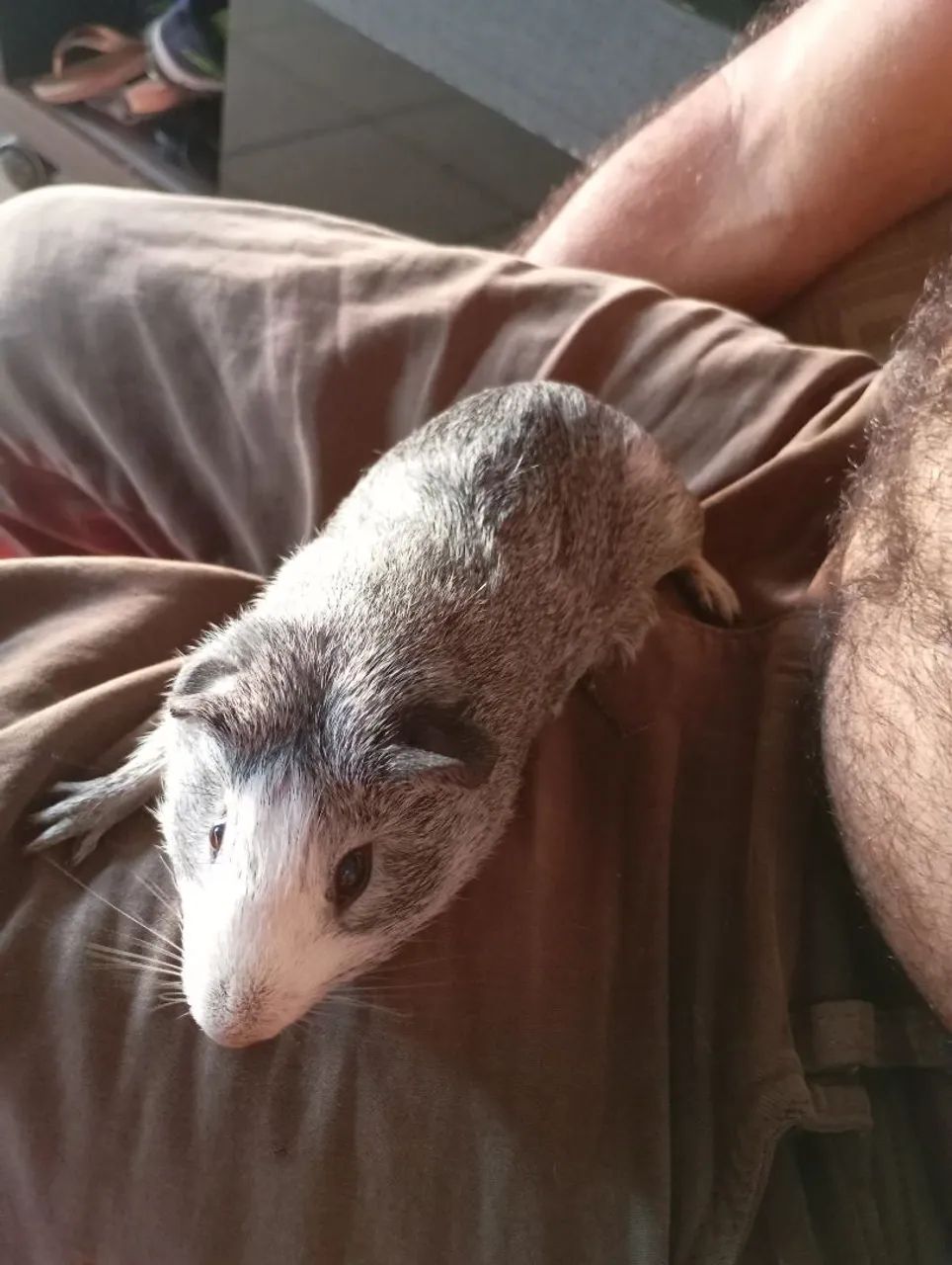 Porquinho da índia 64842117930242120