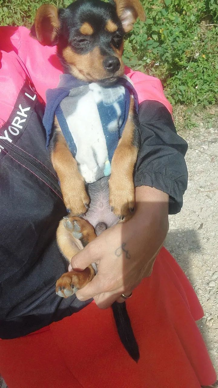 Vendo um cachorro da raça pinscher já tem um ano macho número um - Foto 2