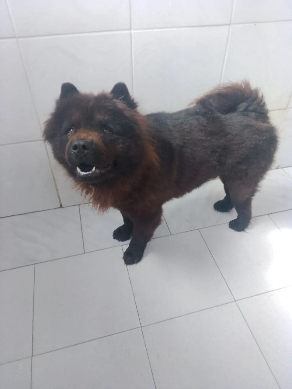Chow-Chow disponível para adoção