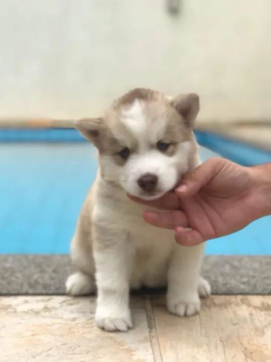 Husky Siberiano Chamar whats *