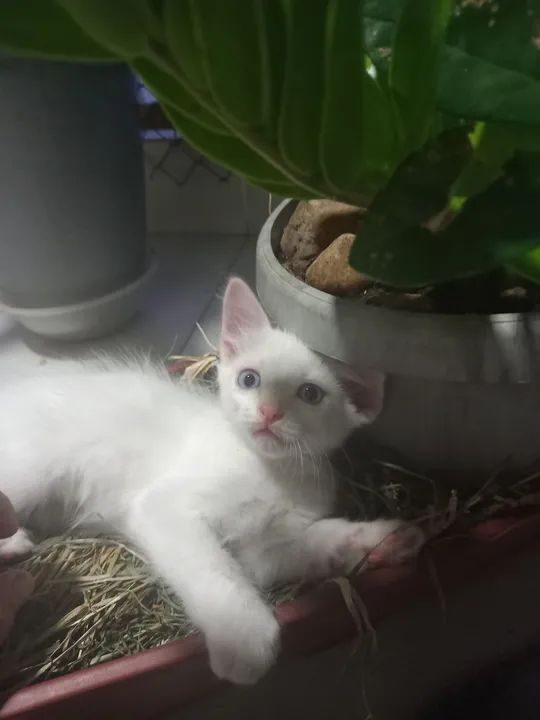 Gatinho Branco Fofo para Adoção - Foto 2