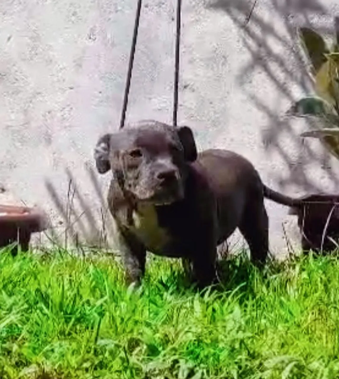 AMERICAN BULLY C PEDIGREE FÊMEA 