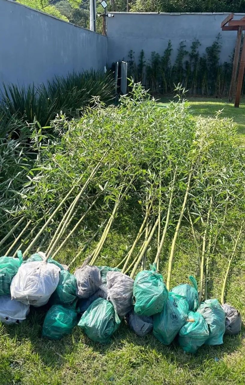 Vendo Bambu Ornamental 