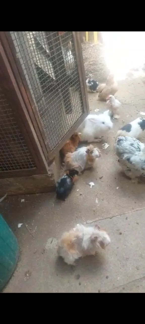  Porquinhos da Índia - Lindos e saudáveis - Foto 3