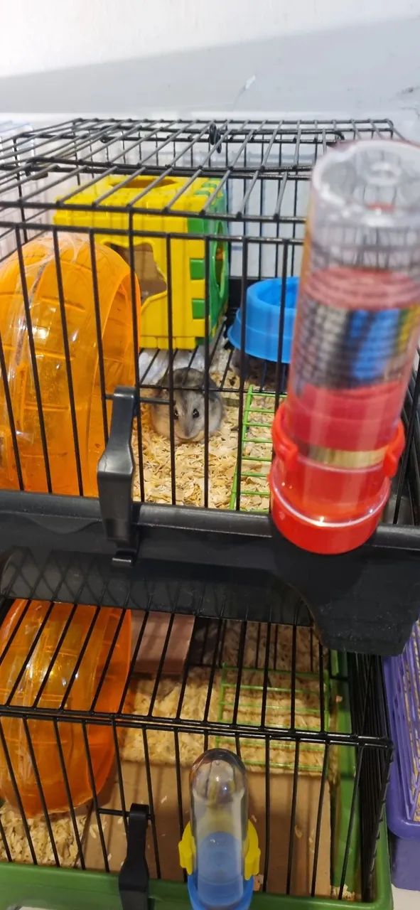 Vendo hamister com gaiola  - Foto 2