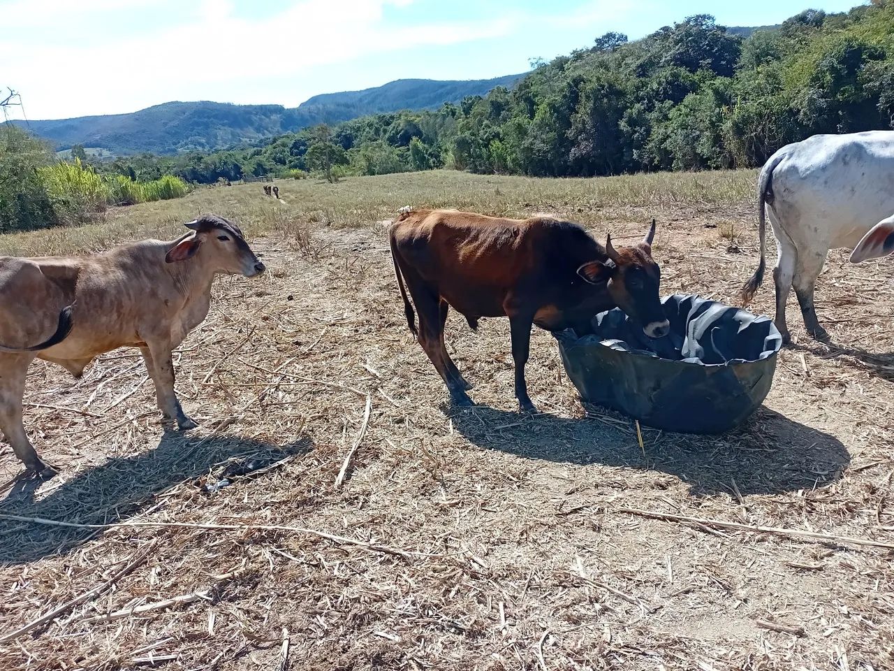 Garrotinhos  - Foto 6