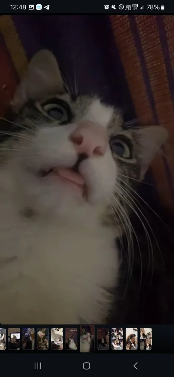 Gato de 6 meses mt carinhoso