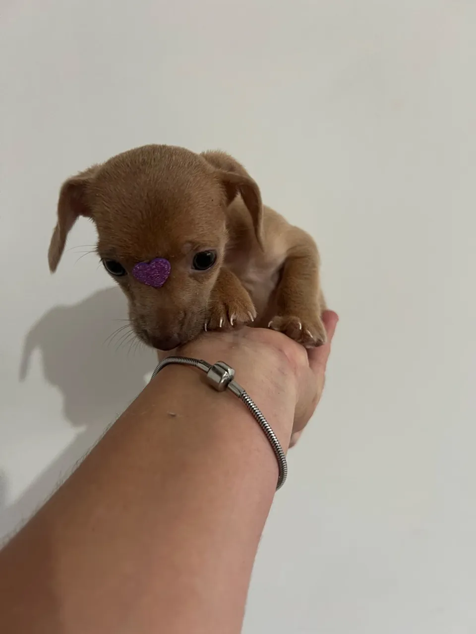 Filhote de Pinscher com basset bem miudinha