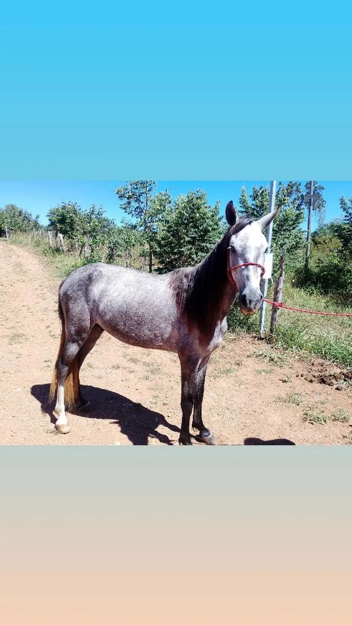 Vendo Cavalo  - Foto 3