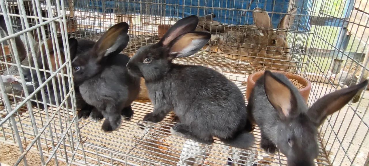 Filhotes de coelho gigante de Flanders  - Foto 4