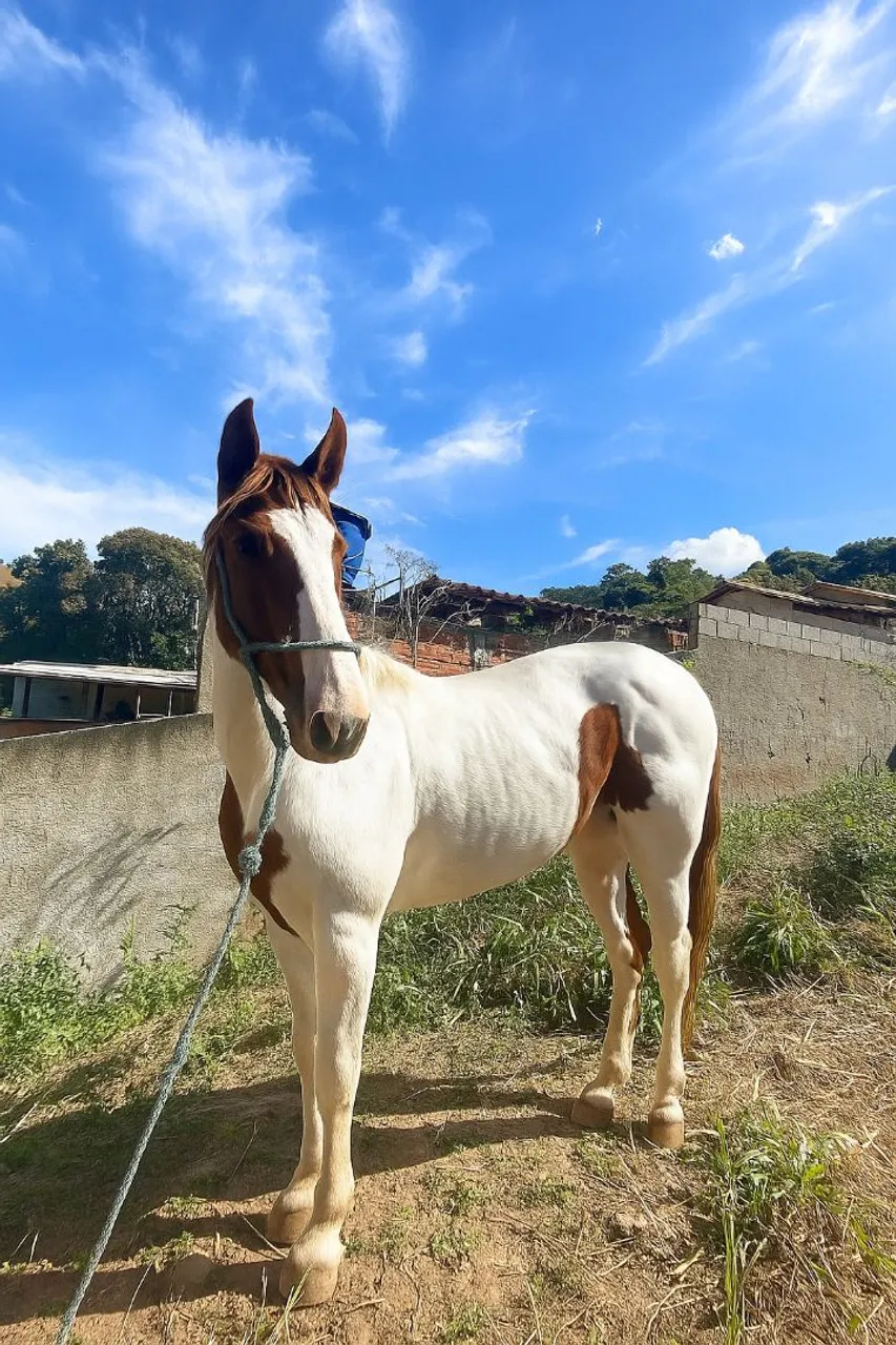 Potro mangalarga
