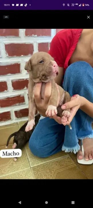 Filhotes de Pitbull vendo  - Foto 4