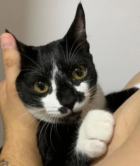 Gatinho preto e branco - Foto 4