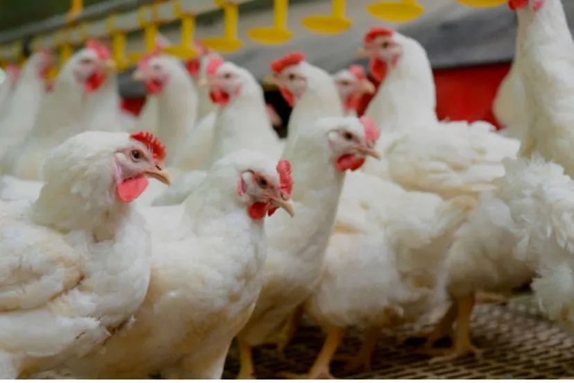 Galinha de granja e codorna  - Foto 2