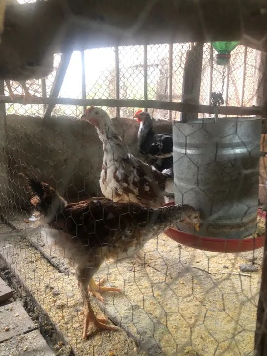 Galinha sertaneja balão