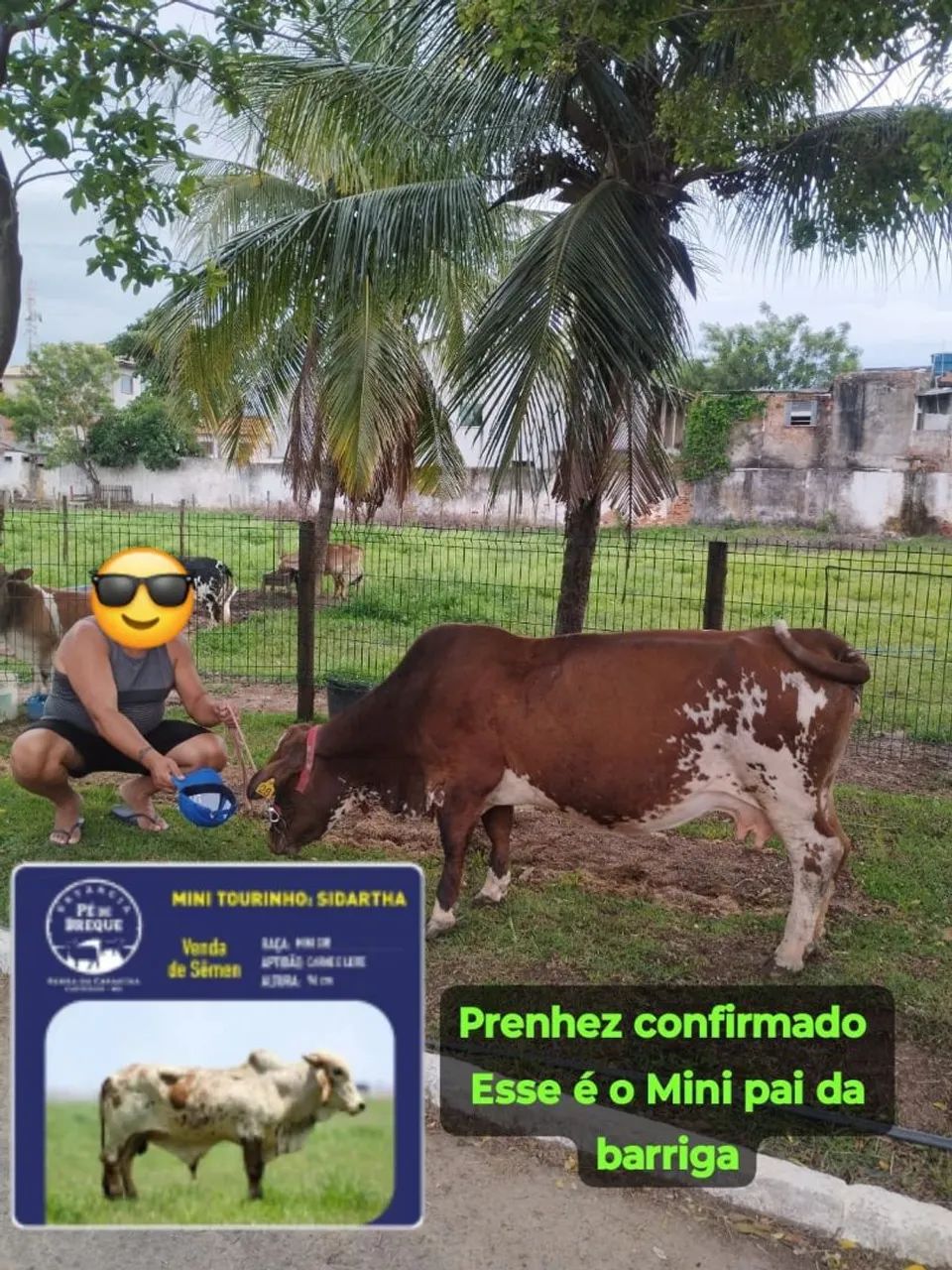 MINI VAQUINHA HOLANDESA  - Foto 3