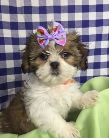 Lhasa Apso Tricolor Fêmea - Energia e Carinho em um Só Corpo!