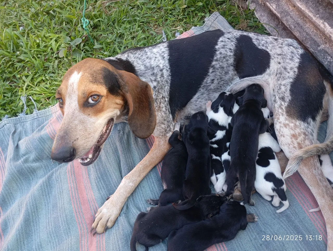 Filhote de cachorro americano puro