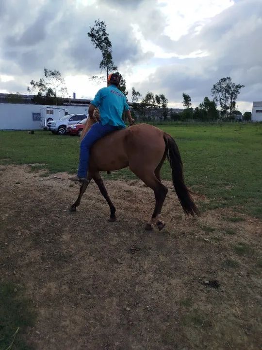 Cavalo campolina  - Foto 4