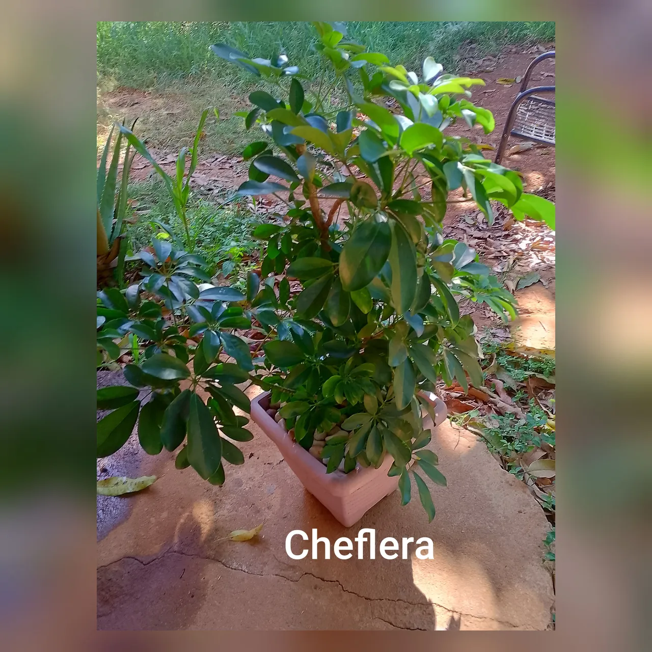 Cheflera exuberante para seu jardim