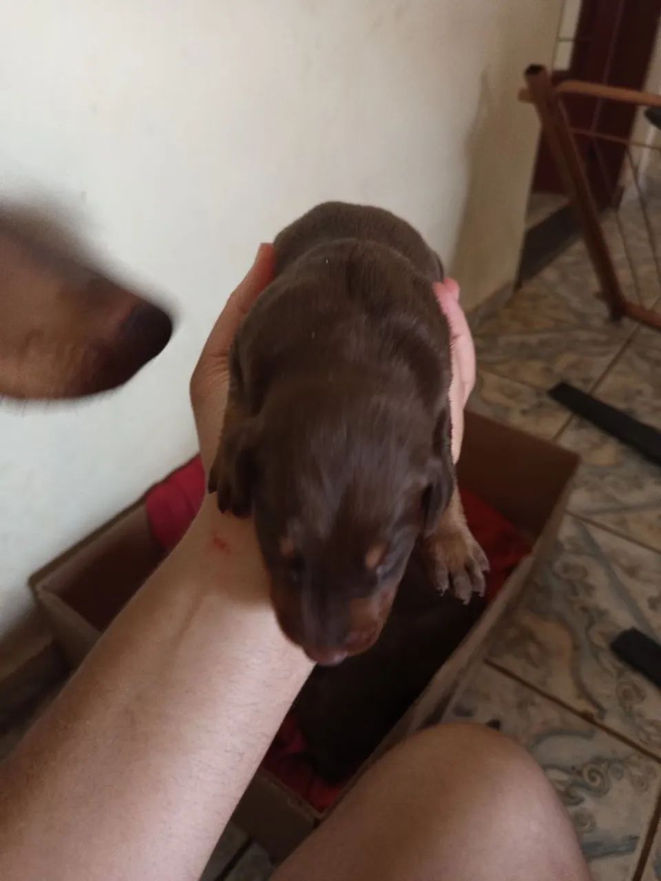 Filhote de doberman  - Foto 4