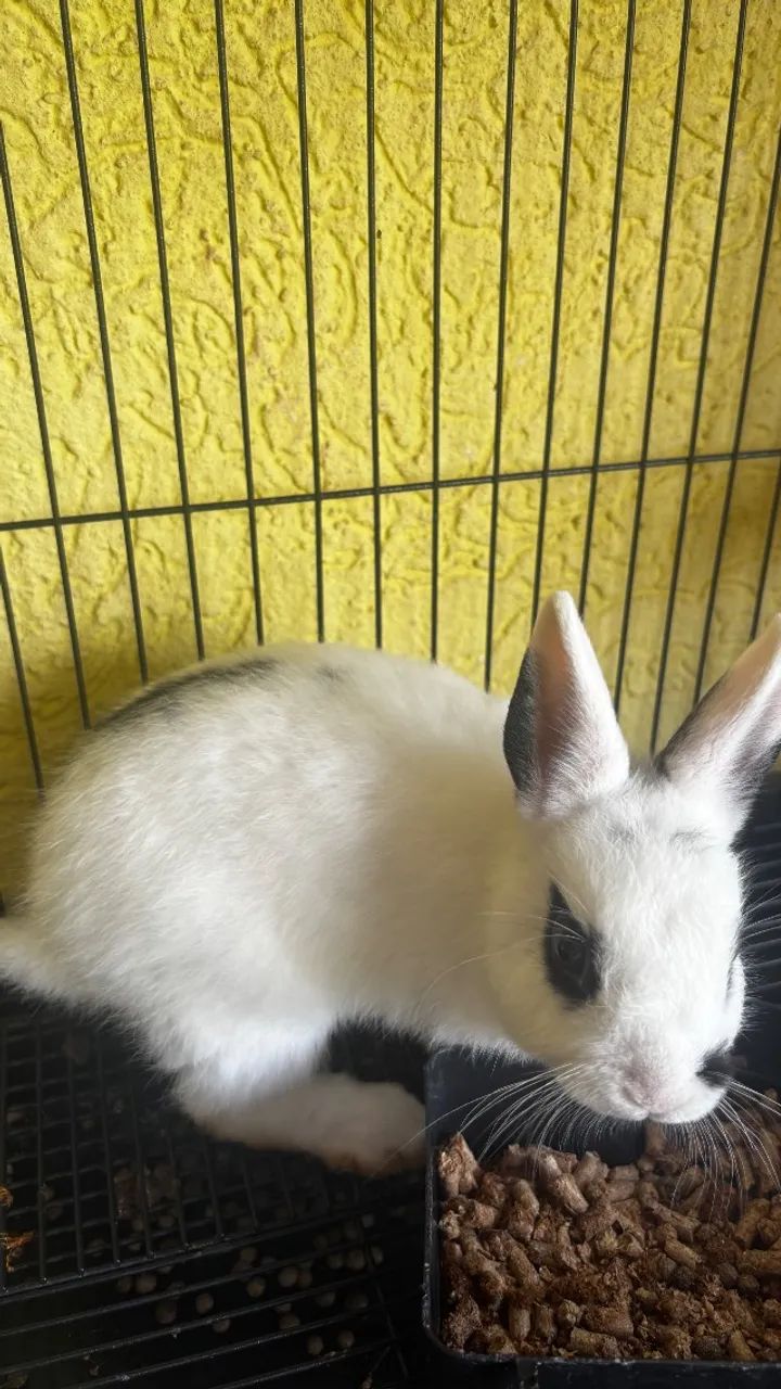 Vendo dois mini coelhos  - Foto 3