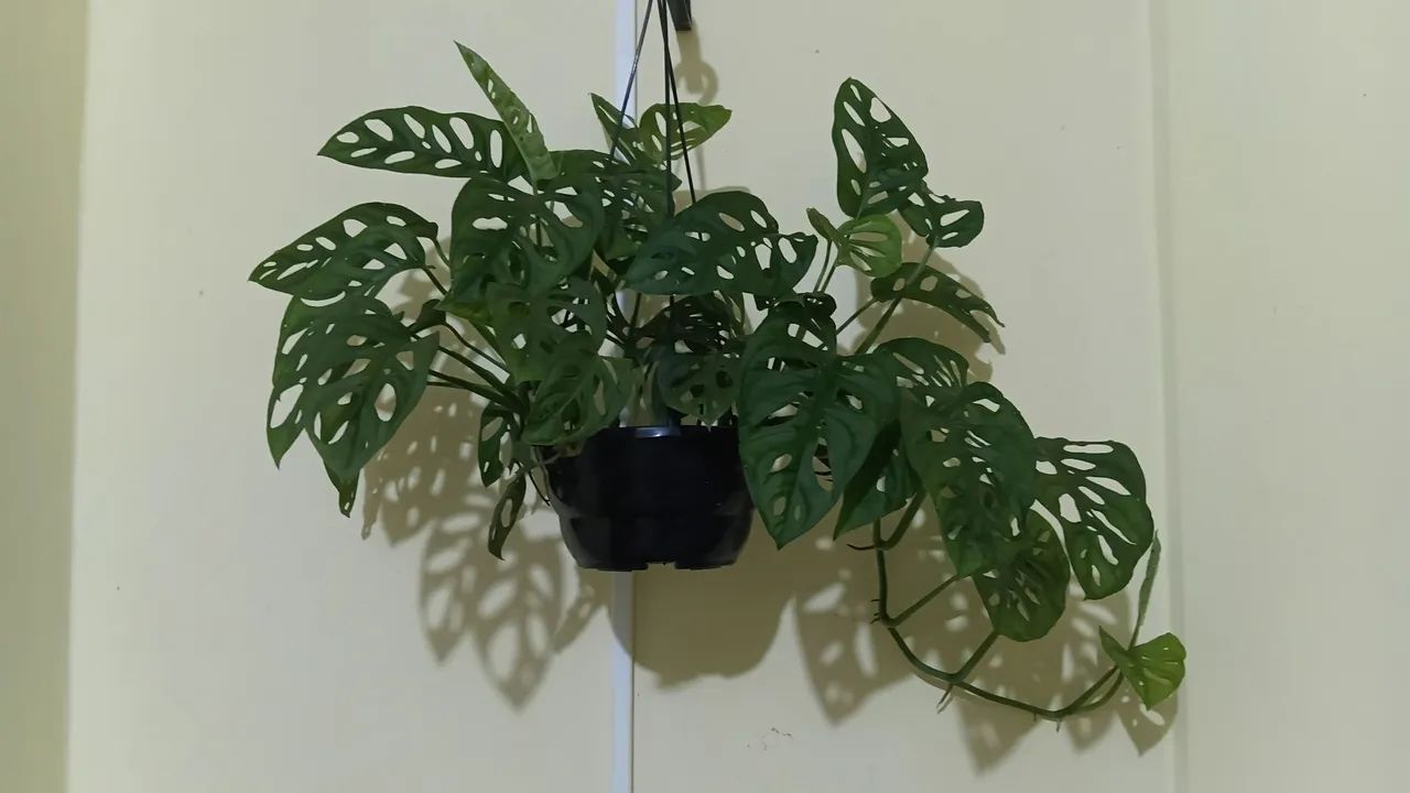 Plantas pendentes 