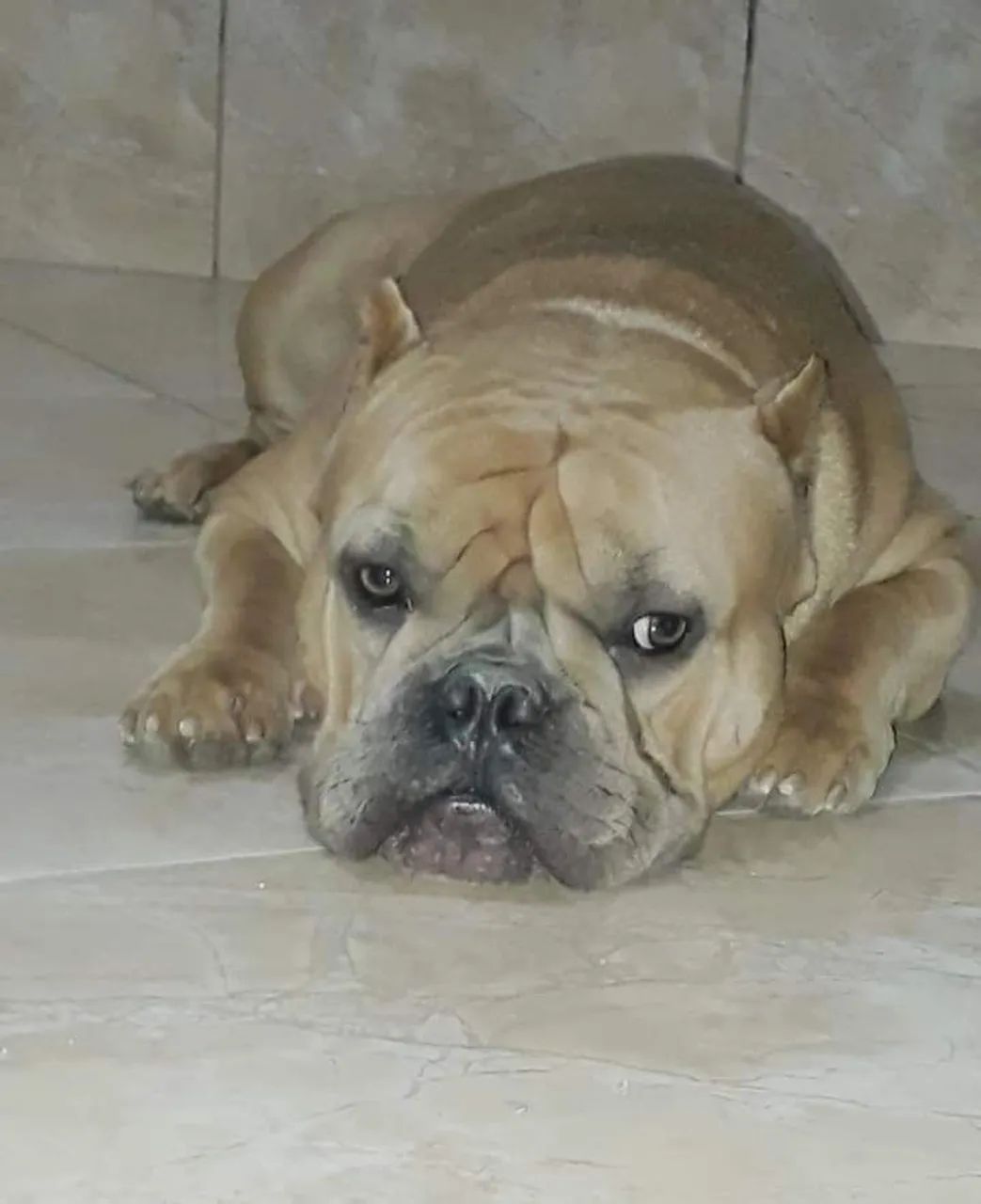 AMERICAN BULLY  - Foto 2