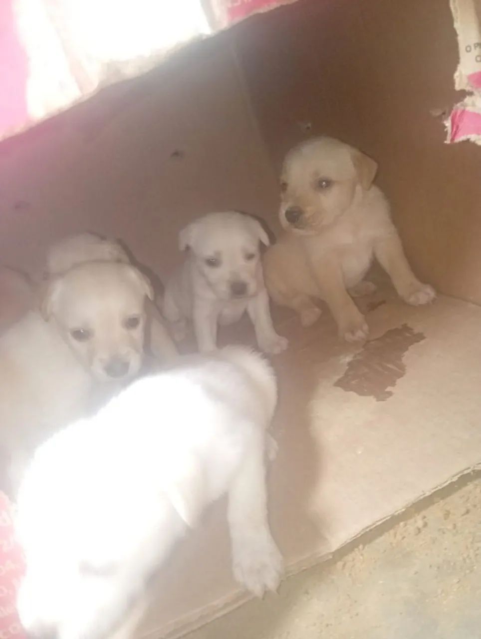 Doação  - Foto 2