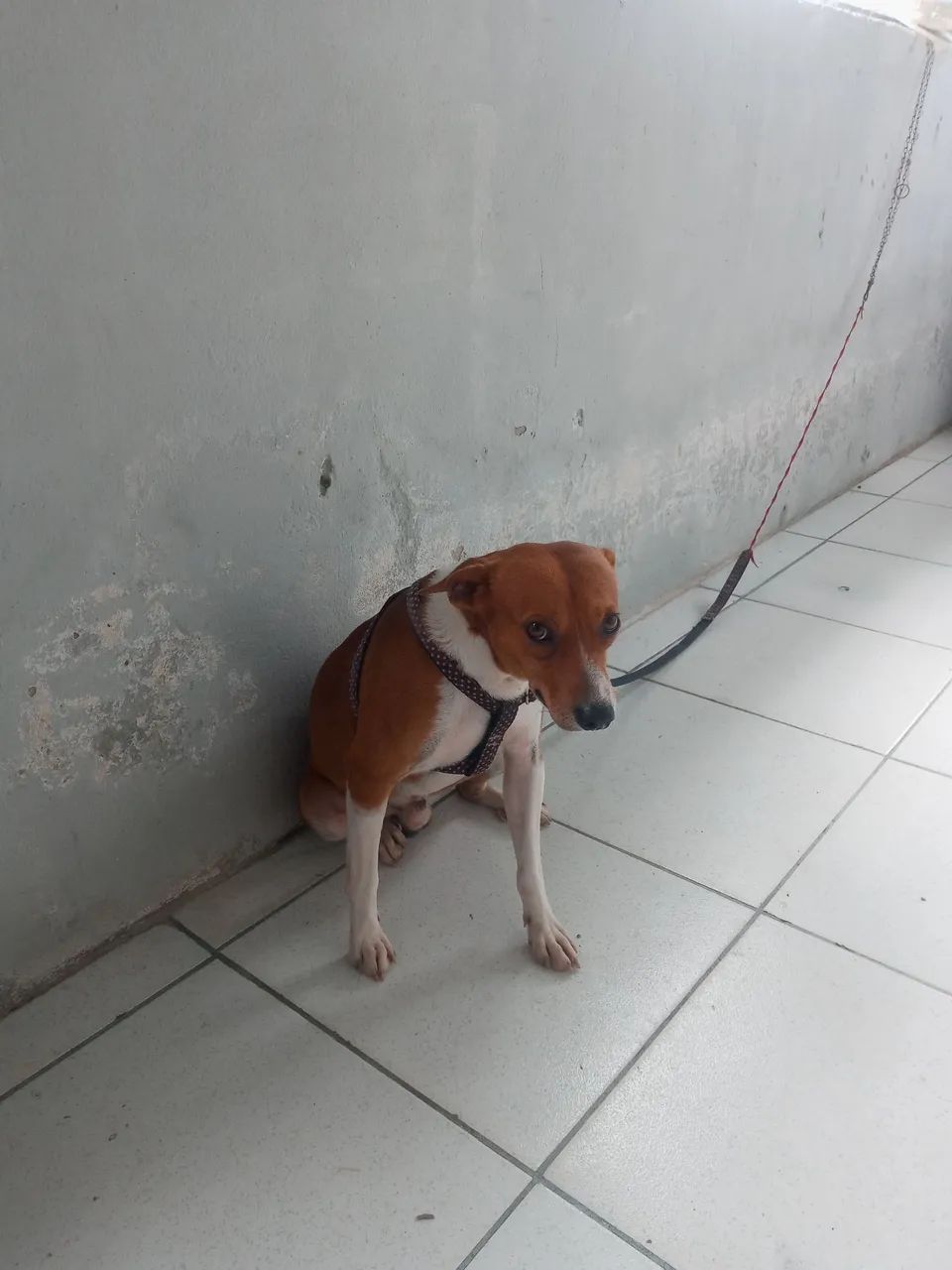 doaçao - Foto 2