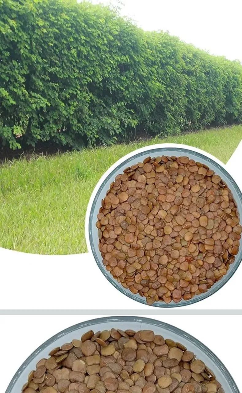 CERCA VIVA SEMENTE DE SANSÃO DO CAMPO CERCA VIVAKG