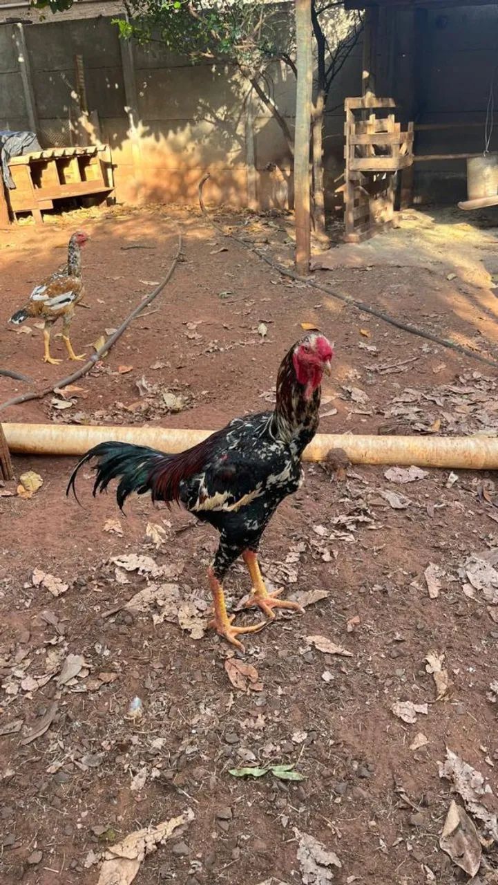 Animais e ovos - Foto 3
