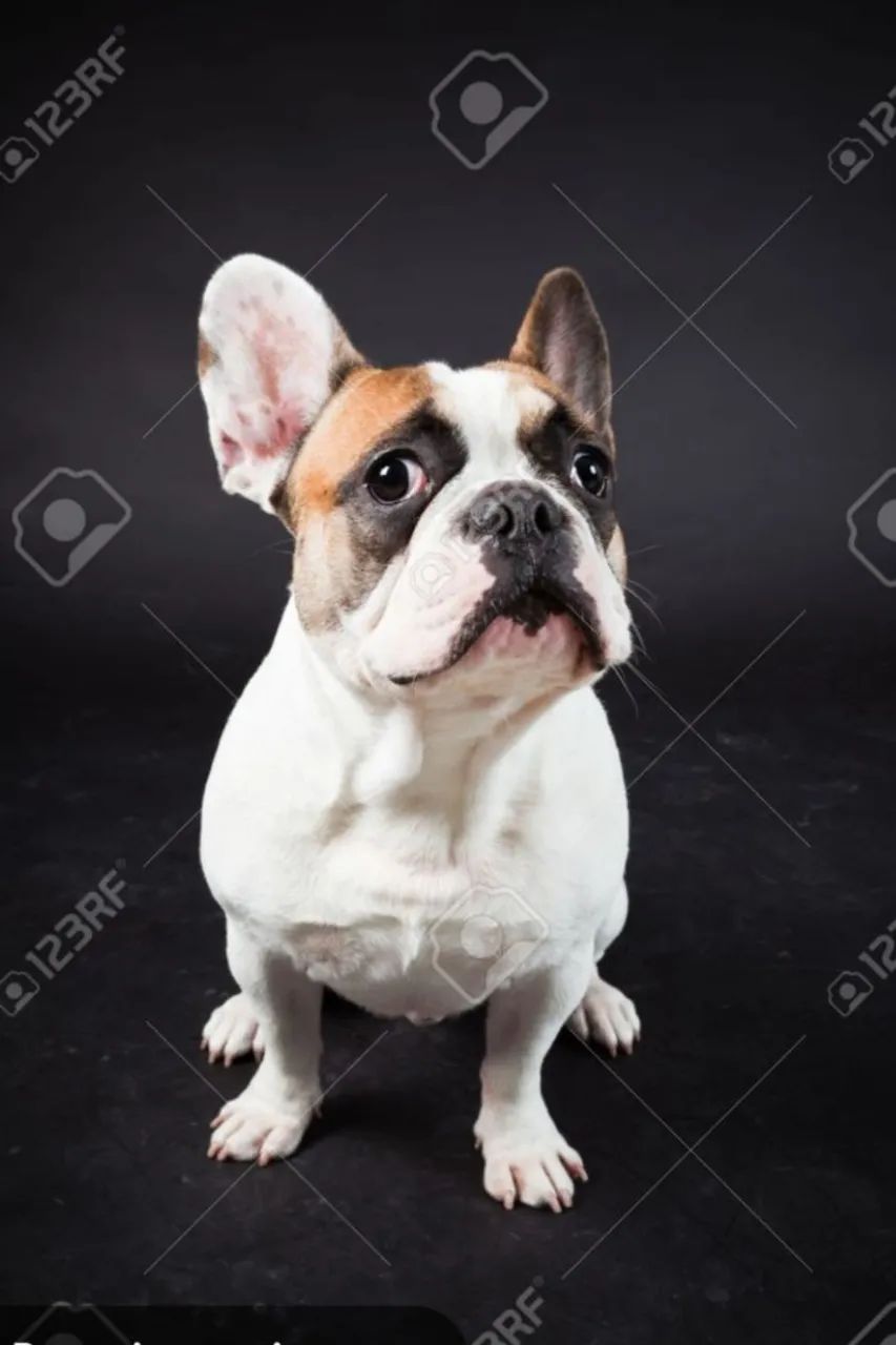 Buldogue Francês