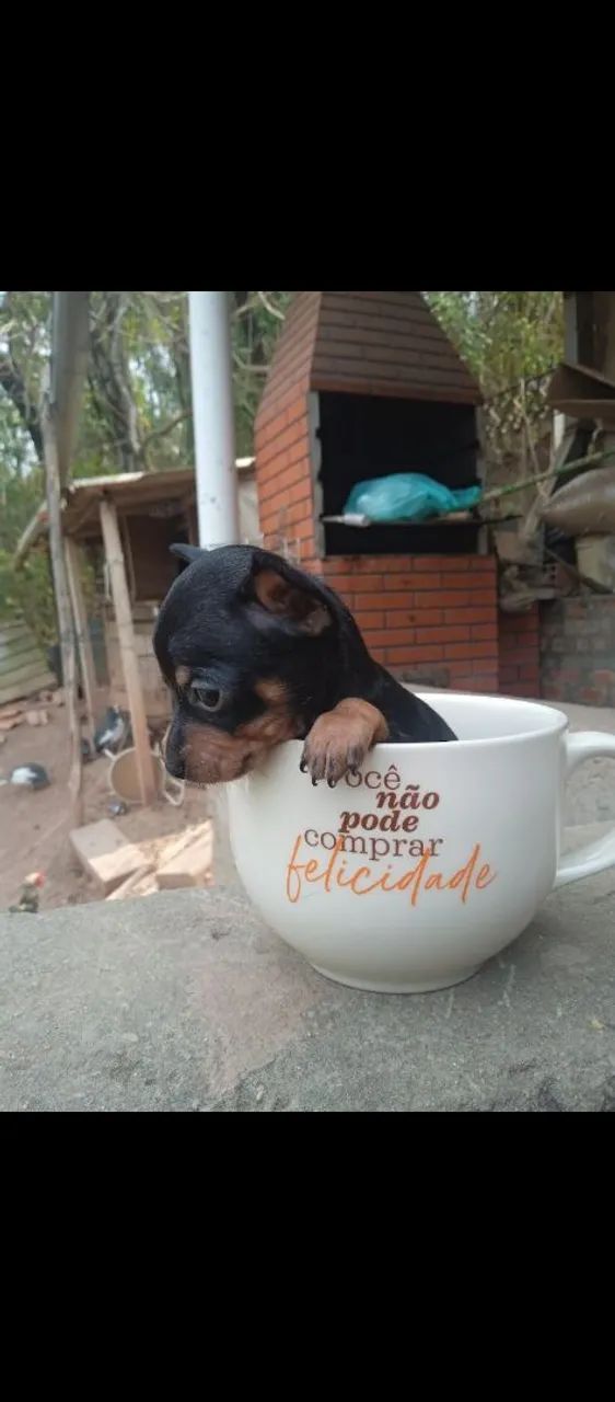 Pinscher macho  - Foto 4